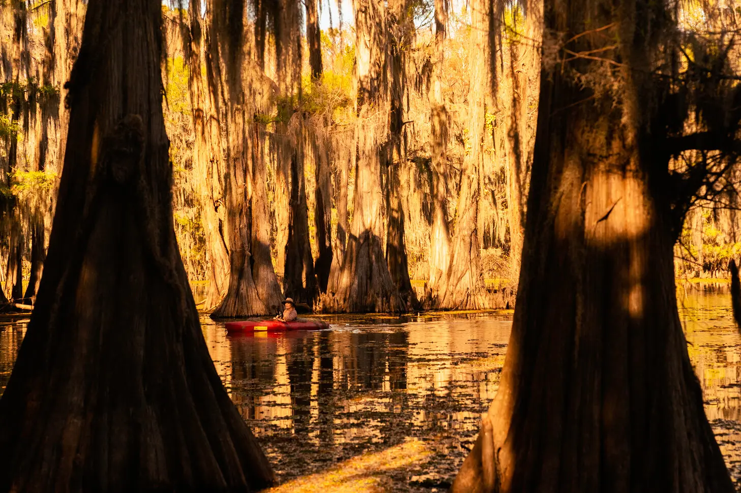 A person kayaks through a swamp with large cypress trees and hanging moss, illuminated by warm sunlight.