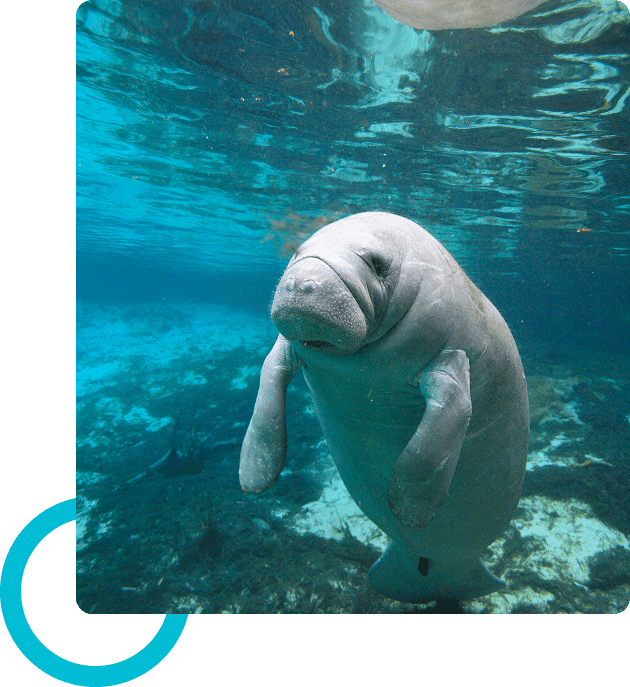A manatee swims underwater in clear blue water, with its body facing the camera and flippers relaxed. The water surface above reflects light.