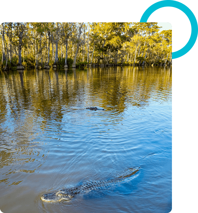Two alligators swimming in a calm river, surrounded by tall trees under a clear blue sky.